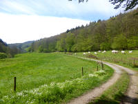 Odenwald Foto: Ruhe im Steinachtal