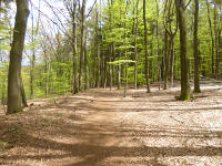 Odenwald Foto: Waldpfad