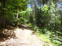 Odenwald Foto: Waldpfad Odenwald Foto: Waldpfad