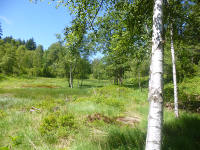Odenwald Foto: Rotes Wasser von Olfen Odenwald Foto: Rotes Wasser von Olfen