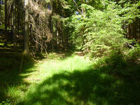 Odenwald Foto: Licht und Schatten