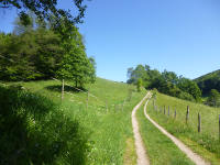 Odenwald Foto: Weg durch Wiesen