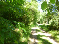 Odenwald Foto: Unter der Stiefelhöhe