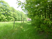 Odenwald Foto: Wiesenpfad nach Scharbach