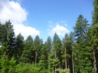 Odenwald Foto: Himmel über dem Wald