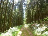 Odenwald Foto: stille Wälder