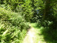 Odenwald Foto: Pfad in den Wald