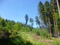 Odenwald Foto: beim Eichköpfel