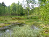 Odenwald Foto: Moorwiesen