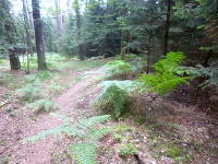 Odenwald Foto: Waldpfad